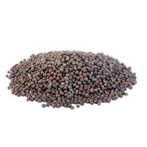 Black Mustard Seeds (سرسوں سیاہ)